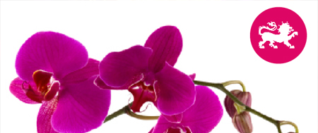 Abbildung: Geschenkverpackung Orchideen