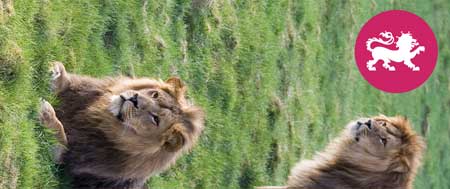 Abbildung: Geschenkverpackung Zoo 04